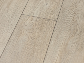 Сосна Русская