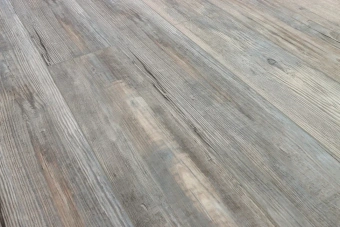 Сосна Монблан 